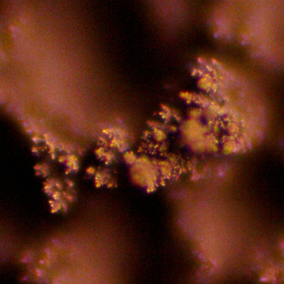 nanoelquant