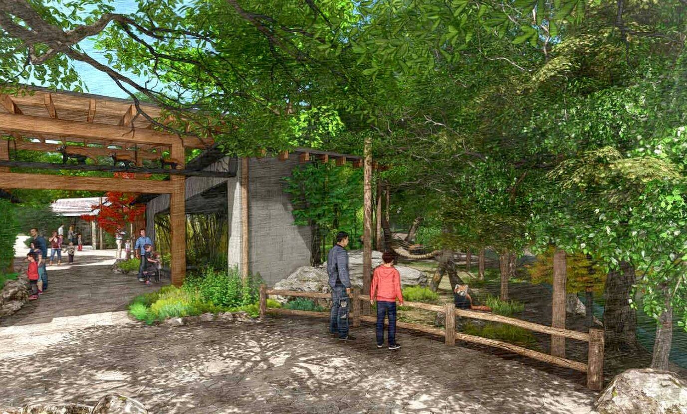 Rendering of the new Red Panda habitat at Zoo Boise. Two people are standing in front of a wooden barrier. Behind them a Red Panda can be seen, the area is very lushly greened, with lots of bamboo.