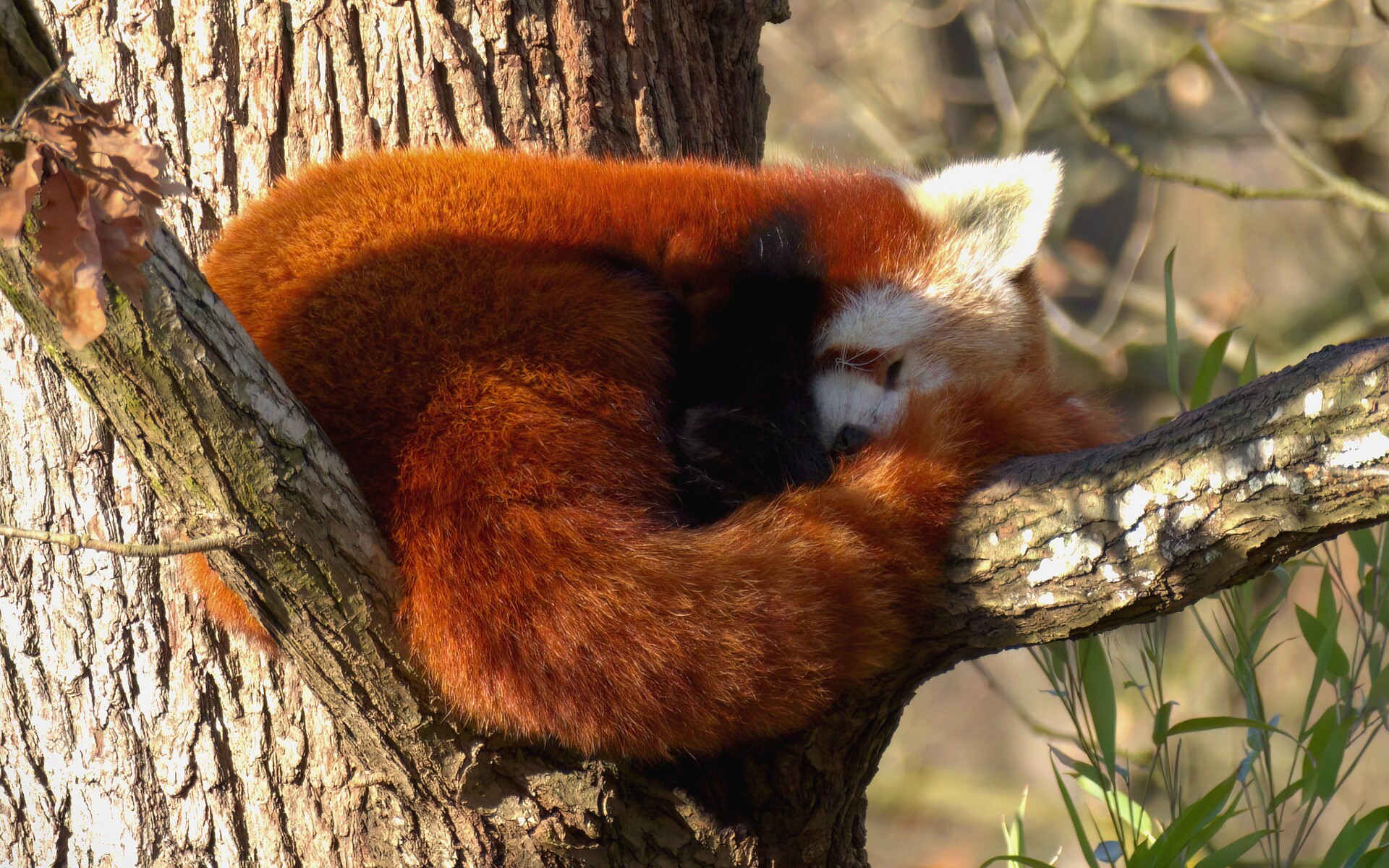 A Red Panda sleeping on a branch. His tail serves as a head cushion.