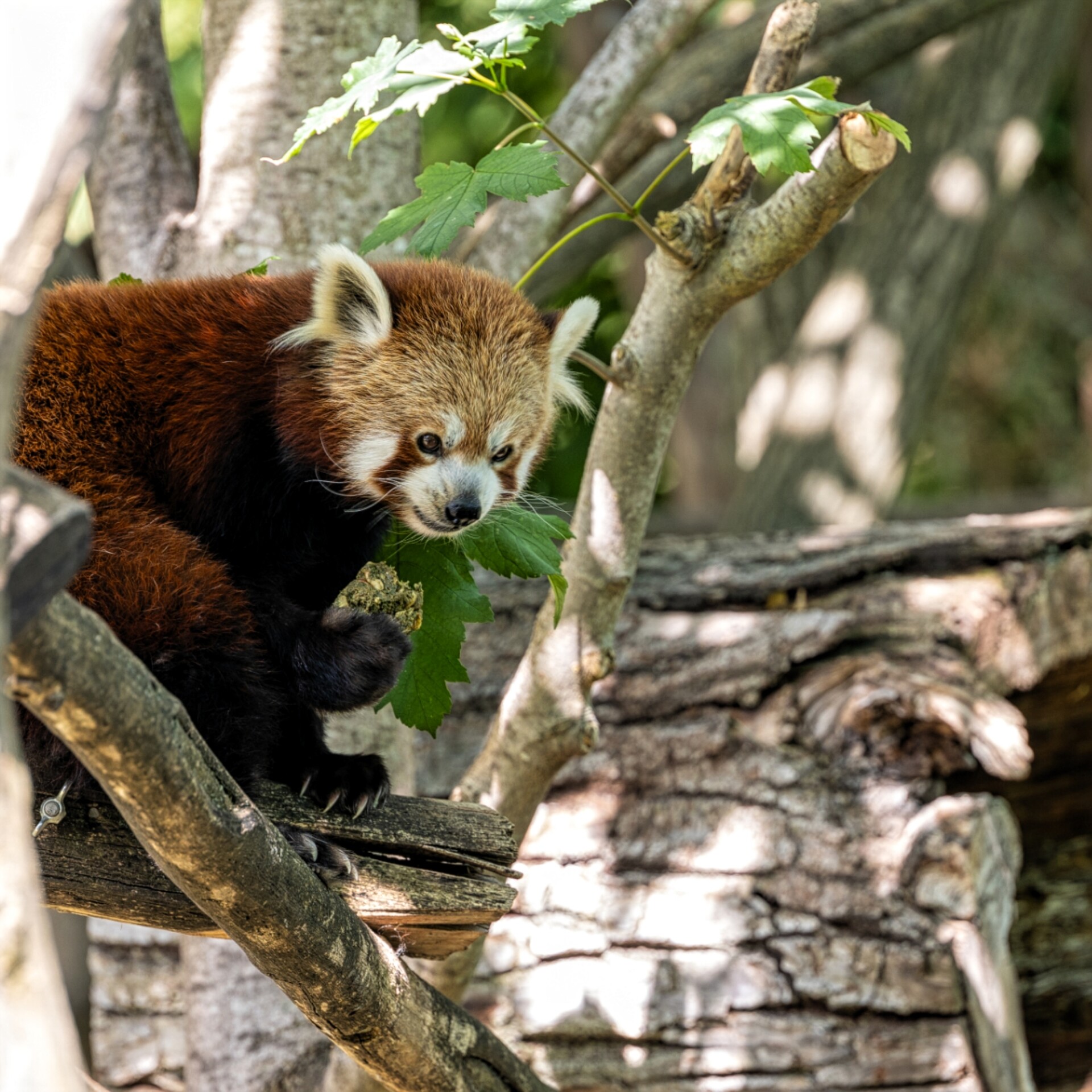 A red panda is sitting on a branch. With his right paw he holds a panda cookie. It looks like he is smiling mischievously.