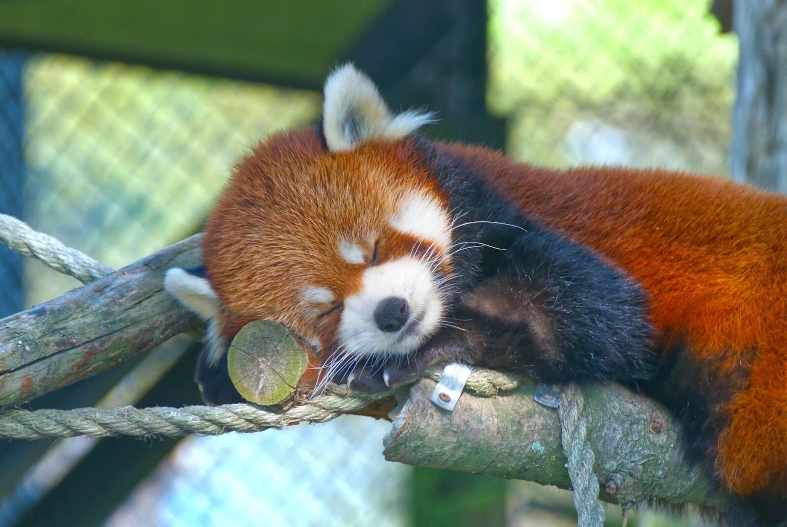 A Red Panda sleeps peacefully on a branch.