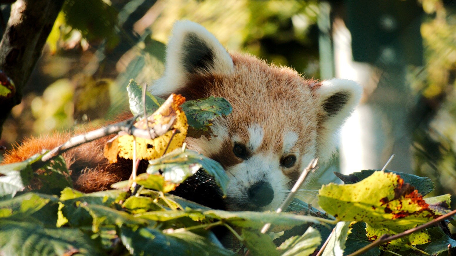 A Red Panda has made itself comfortable in a leafy tree on the branch. Green leaves surround him. Curiously, he looks down at the zoo visitors.