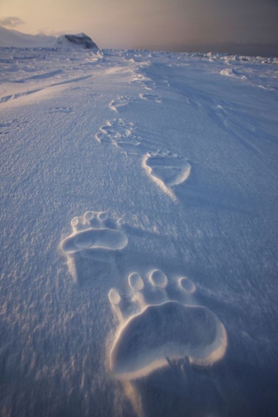 Trail of bear paw prints in the snow with mountains in the background during dusk.