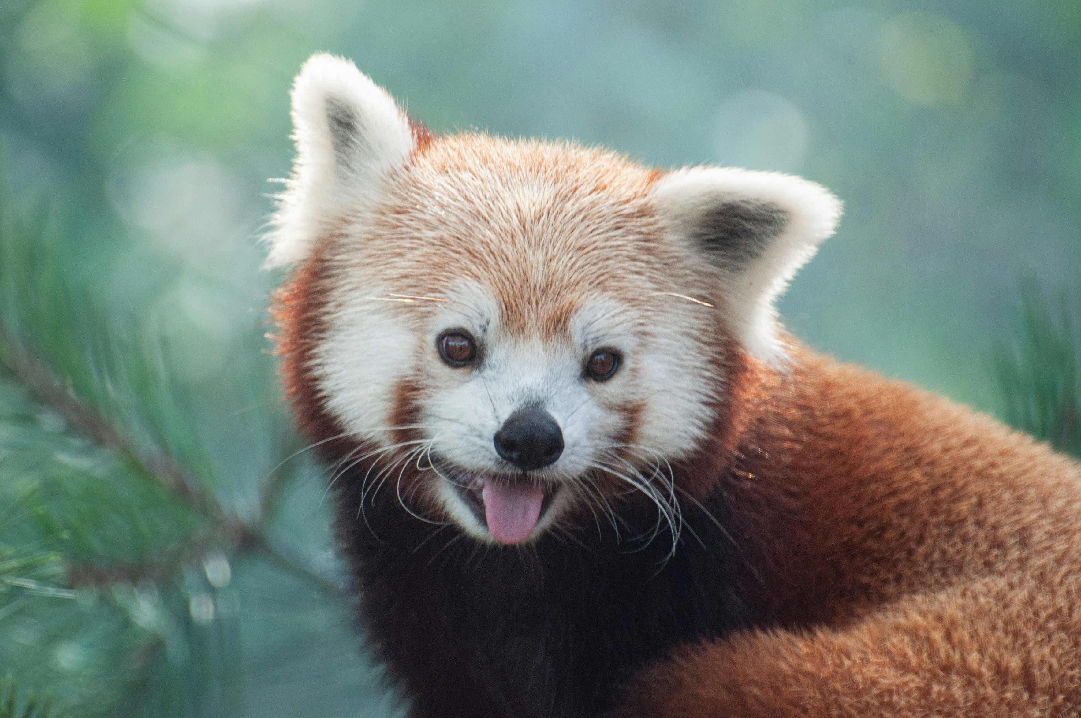 A red panda against a green background. It looks as if it is smiling. The tongue can be seen.