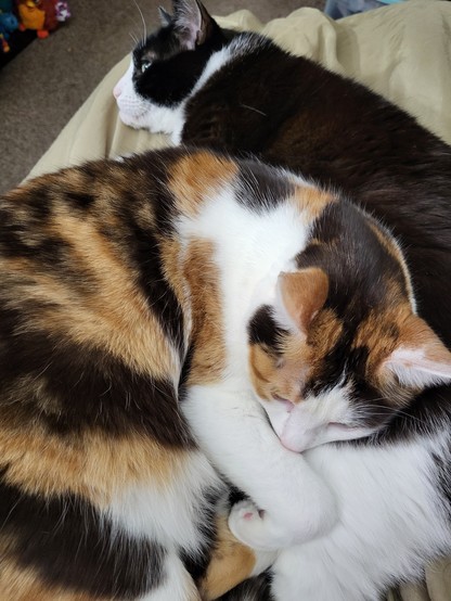 Our younger calico Lola curled up on her brother Cubone, a tuxedo