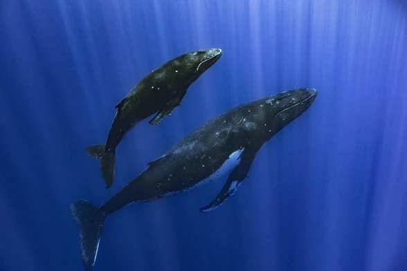 Two whales in the ocean, a smaller and a larger