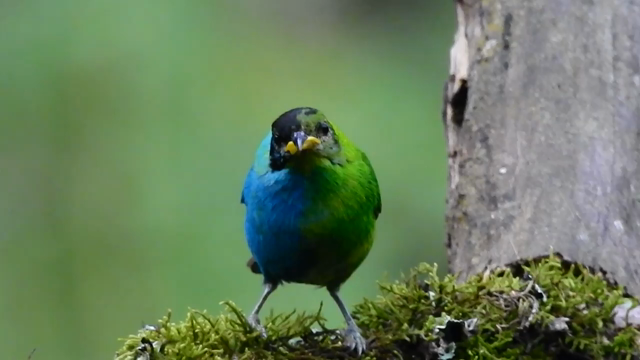 A green honeycreeper spotted on a farm in Colombia that exhibits a rare biological phenomenon known as bilateral gynandromorphism. It's half blue and half green, down the center of its body.