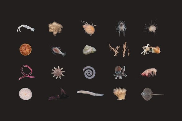 All kinds of deep sea creatures just found, including squids, shrimp, and ones that are scientific mysteries! 