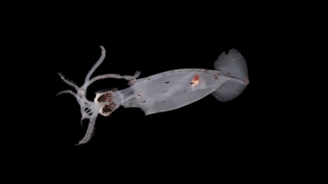 A new species of deep sea squid. He's kinda white/translucent. Maybe it's a she. 🤣