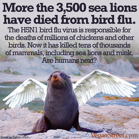 More the 3,500 sea lions have died from bird flu. The H5N1 bird flu virus is responsible for the deaths of millions of chickens and other birds. Now it has killed tens of thousands of mammals, including sea lions and even mink. 