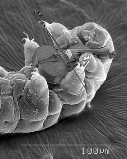 A tardigrade plays the world's smallest violin 