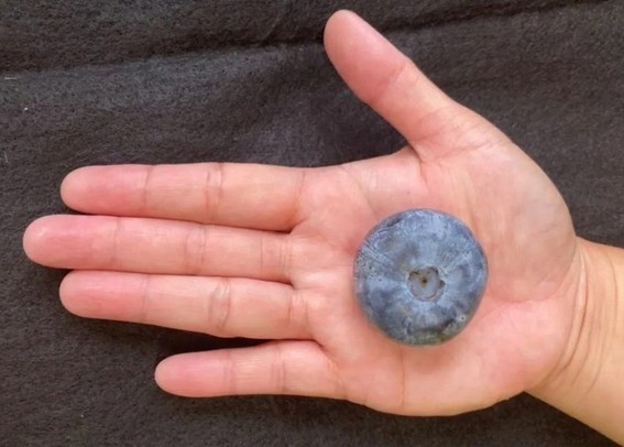 A huge blueberry sitting on a person's outstretched palm. It's huge! 