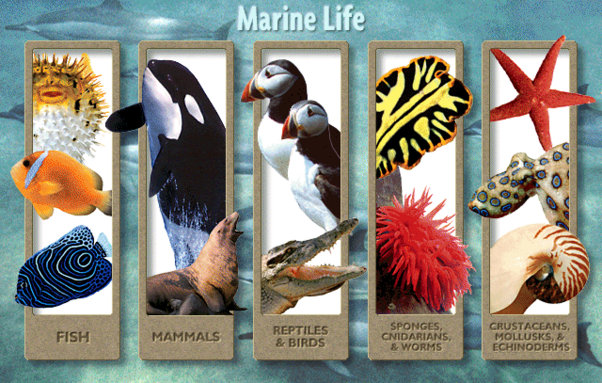 A menu from Microsoft Oceans with marine life- fish, orca, sea lion, puffins, sea stars, Nautilus, etc