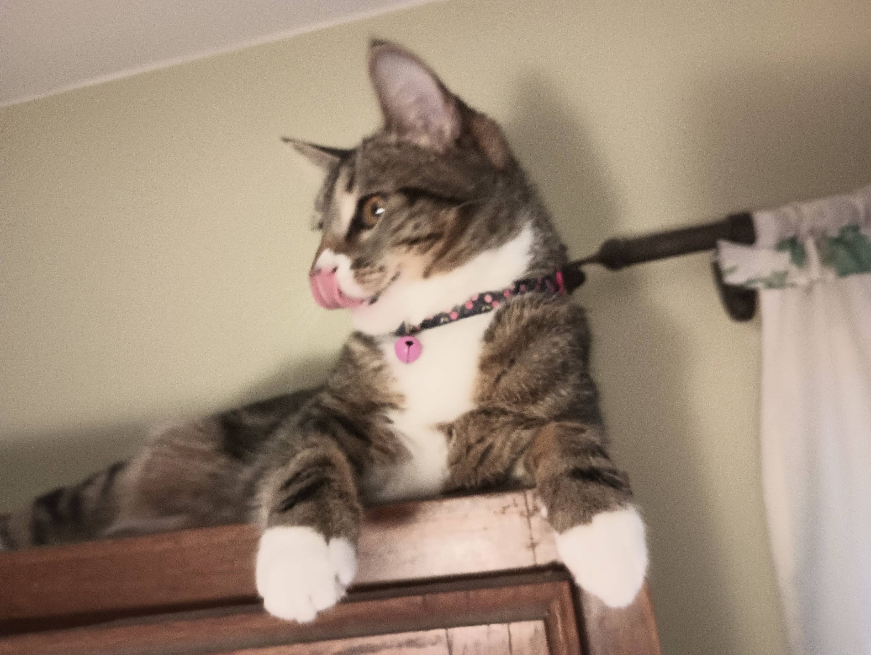 A young tabby cat is lying near the ceiling, on top of a kitchen cabinet.  Her little pink is out, coming up to cover her nose.  Her two white mittens are draped over the edge of the cabinet.