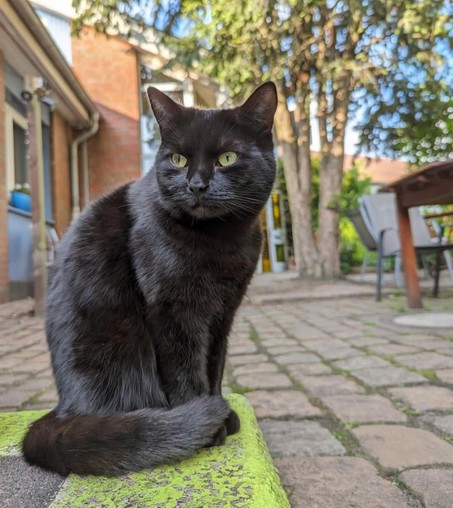 Eine schwarze Katze sitzt auf dem grünen Boden und schaut in die Kamera. Im Hintergrund das Gebäude des Seemannsclubs 