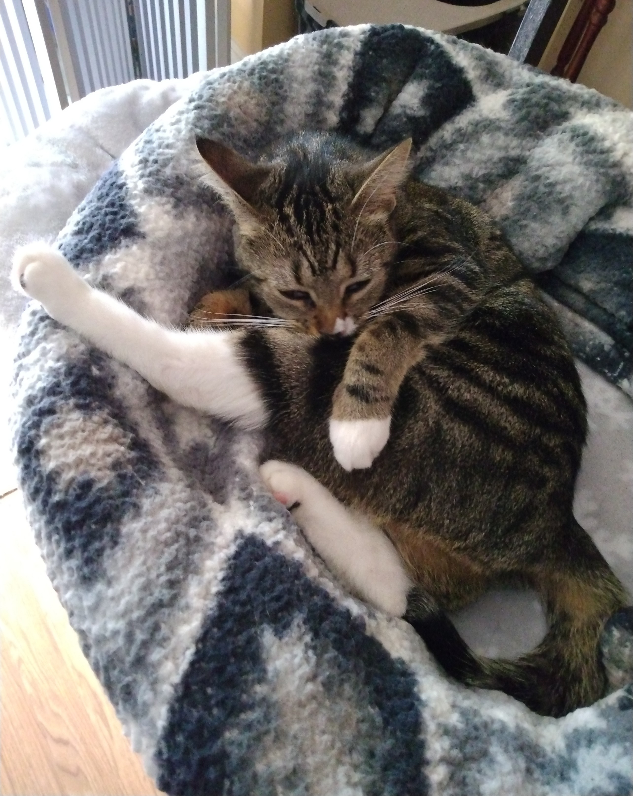 A 1 year old tabby cat is lying in her nest of blankets on top of a cat tower.  She is working hard to groom herself.  One white-booted hind leg had been drawn up, with a foreleg draped over it to hold it steady, so she can use her tongue to clean it.  