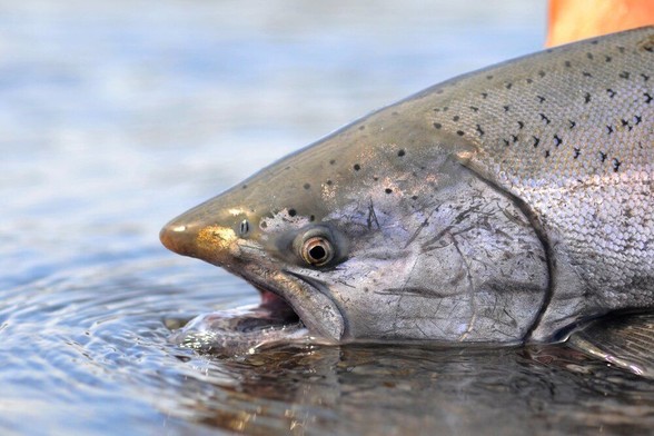 Chinook Salmon Suffer From Water Diversion Policies Of Newsom Administration That Favors BigAg 