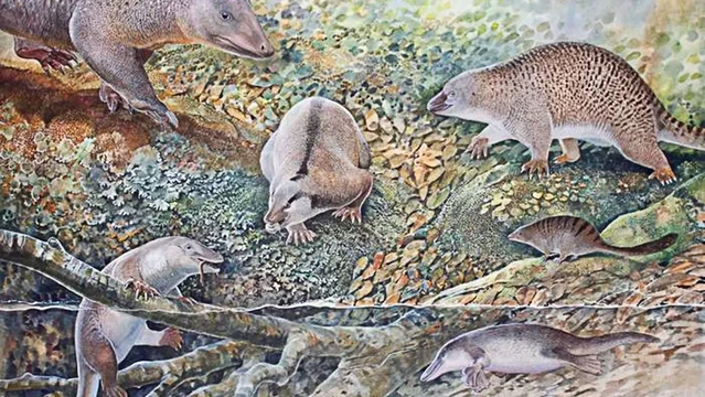 About 100 million years ago, a diverse community of egg-laying mammals inhabited Australia. The six known species, three of which are newly described, are shown in this artist’s rendition. Clockwise from lower left: Opalios splendens, or “echidnapus;” pig-sized Stirtodon elizabethae; Kollikodon ritchiei; Steropodon glamani; rat-sized Parvolapus clytiei; and Dharragarra aurora, the earliest known platypus.