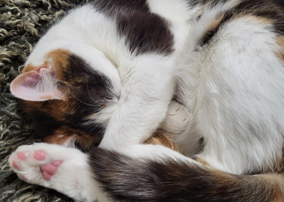 Lola, calico lady, curled up, paws over face, pink beans and tail