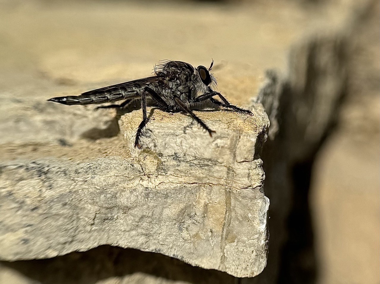 Eutolmus rubibarbis fly photographed from the side against a background of stones.