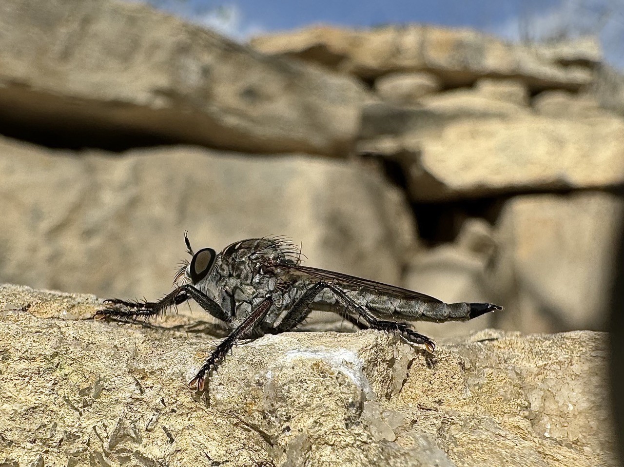 Eutolmus rubibarbis fly photographed from the side against a background of stones.