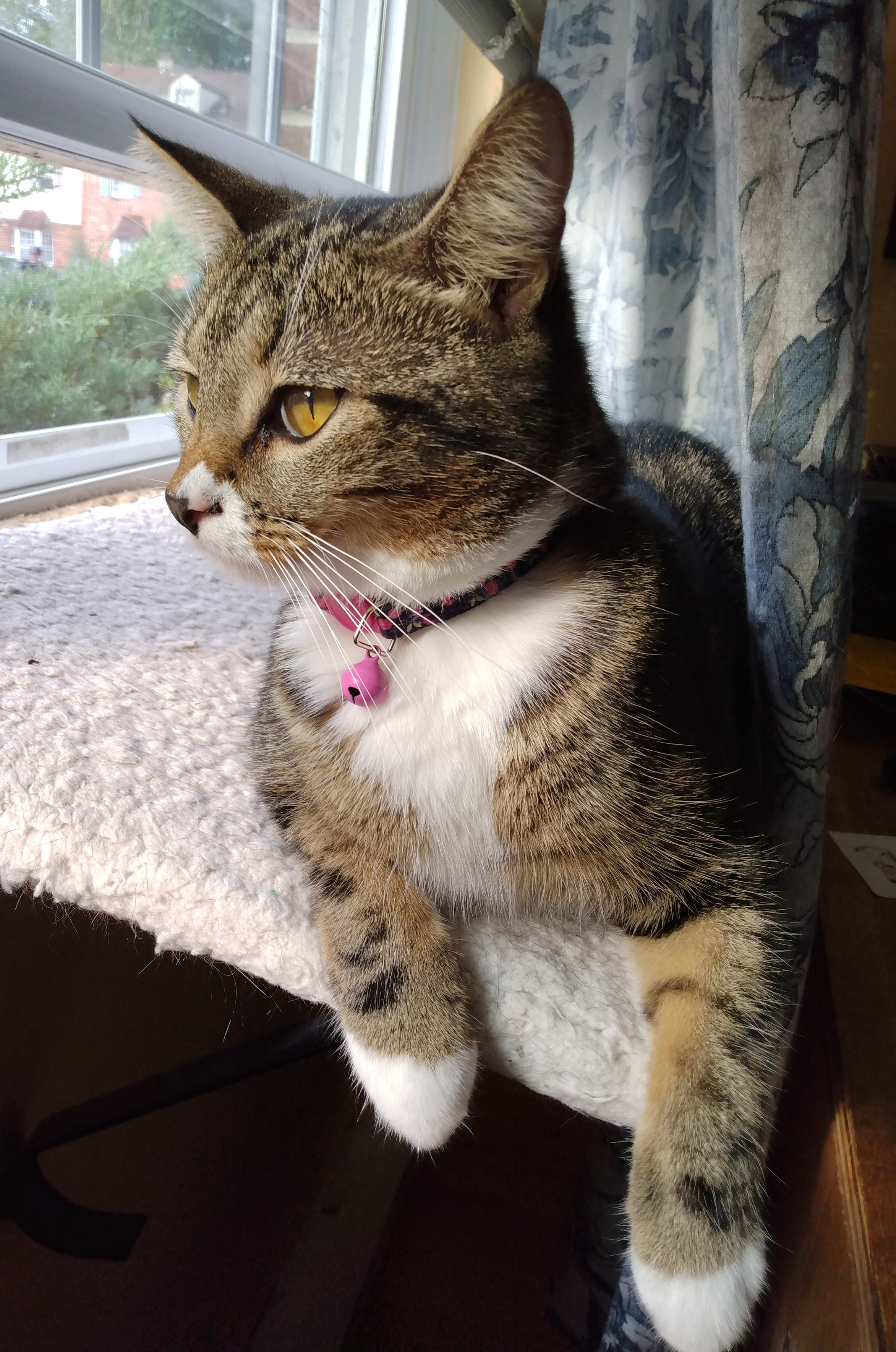 A 1 year old tabby cat with white markings and white whiskers is lying on a soft, fuzzy, white window shelf.  Her two little forelegs are hanging over the edge of the window shelf as she quietly looks towards the left out the window.  