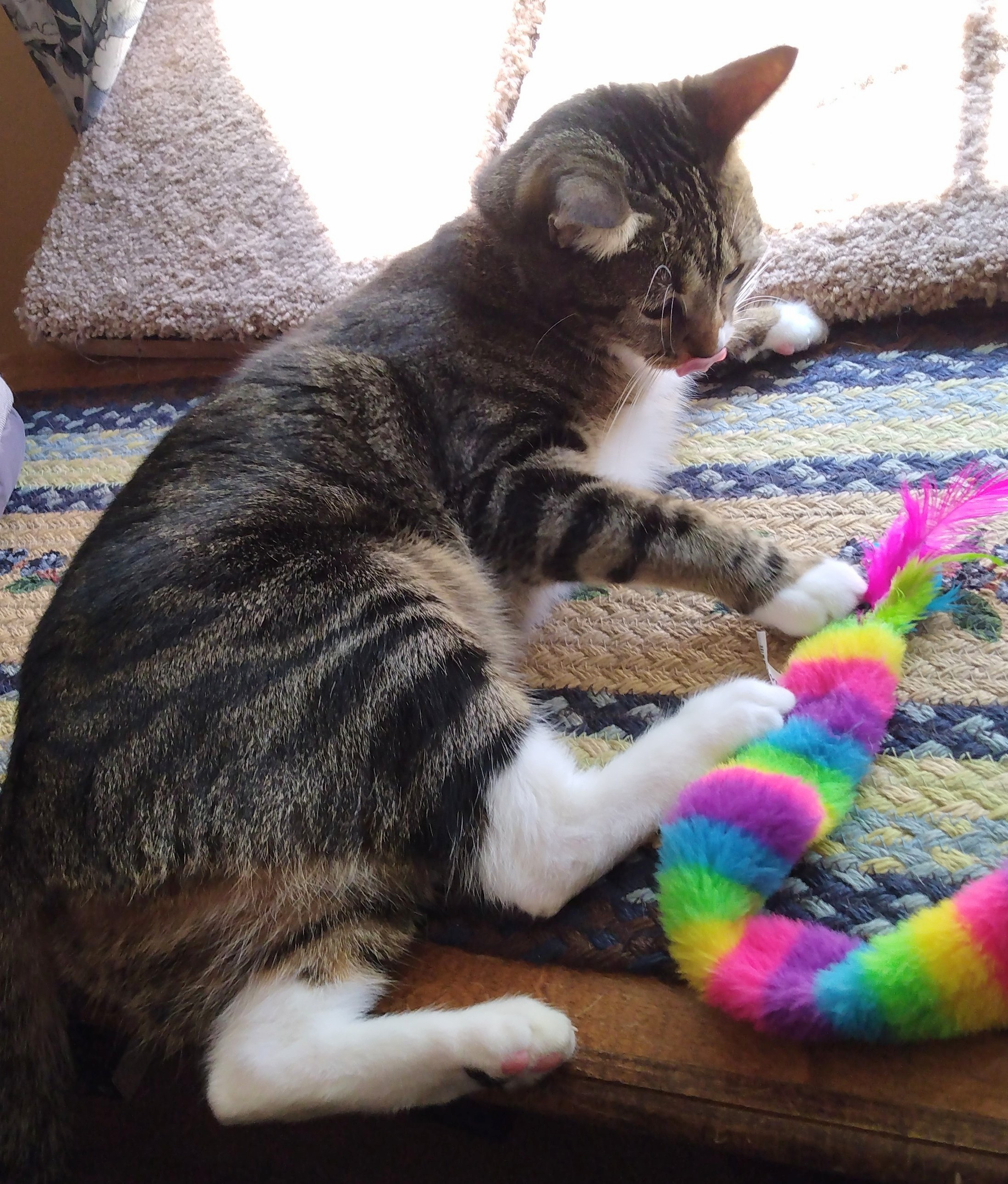 A young tabby cat with white markings is playing with a striped, multi-colored, fuzzy wand toy.  A tiny portion of her tongue is sticking out forming a blep.  The toe beans on one white hind foot are showing.