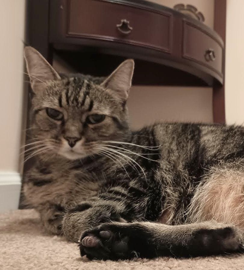 A 7 year old tabby cat is lying with her head up on a tan carpet.  Her long white whiskers frame her face.  Her two front paws are curled up underneath her.  Her hind feet are upturned, revealing her toe beans.