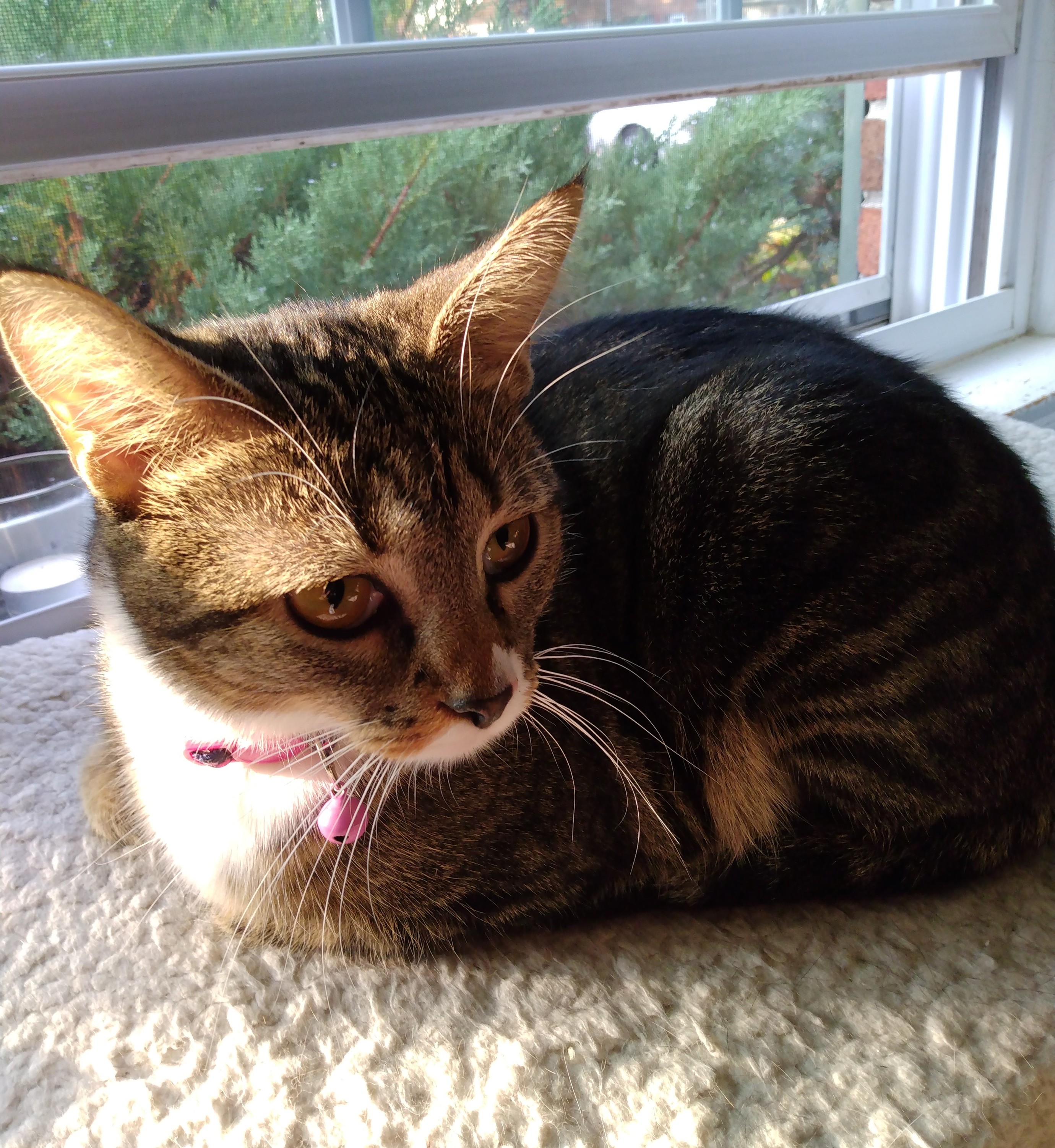 A young tabby cat with white markings is lying on a soft, fuzzy, white window shelf.  All her limbs and tail are tucked up underneath her.  She is looking towards the right with amber-colored eyes as she lies in sunshine and shadows.