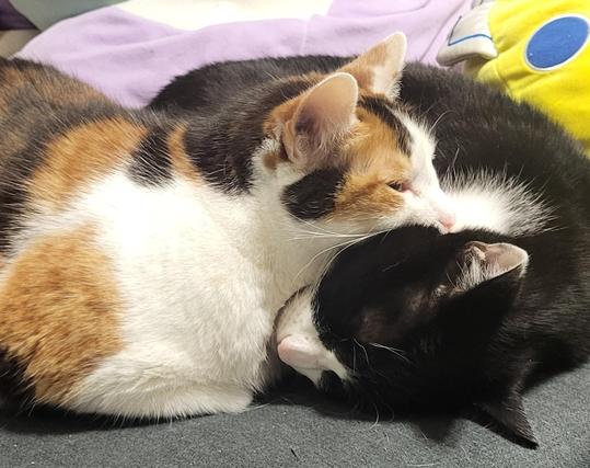 Two cats enmeshed on the couch
